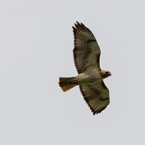 Meet your Posher, Cory